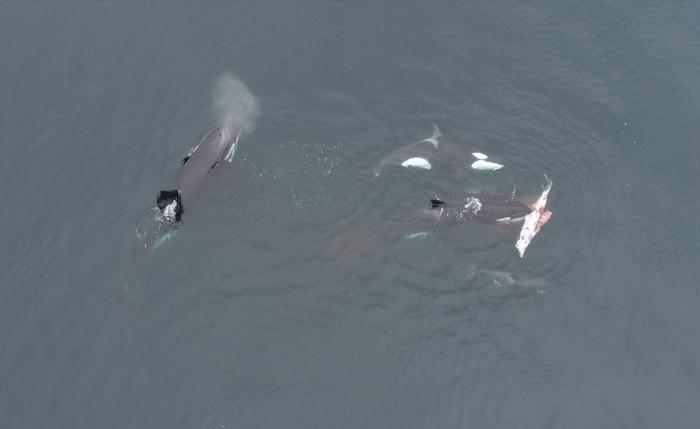 Orcas comparten la carne de un delfín oscuro entre la manada. Esta es una imagen fija representativa de un vídeo demasiado grande para subirlo a Eurekalert, tomada por Luis Aguilar de CETALAB