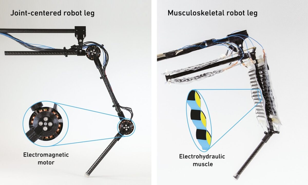 Músculos artificiales impulsan una pierna robótica para caminar y saltar