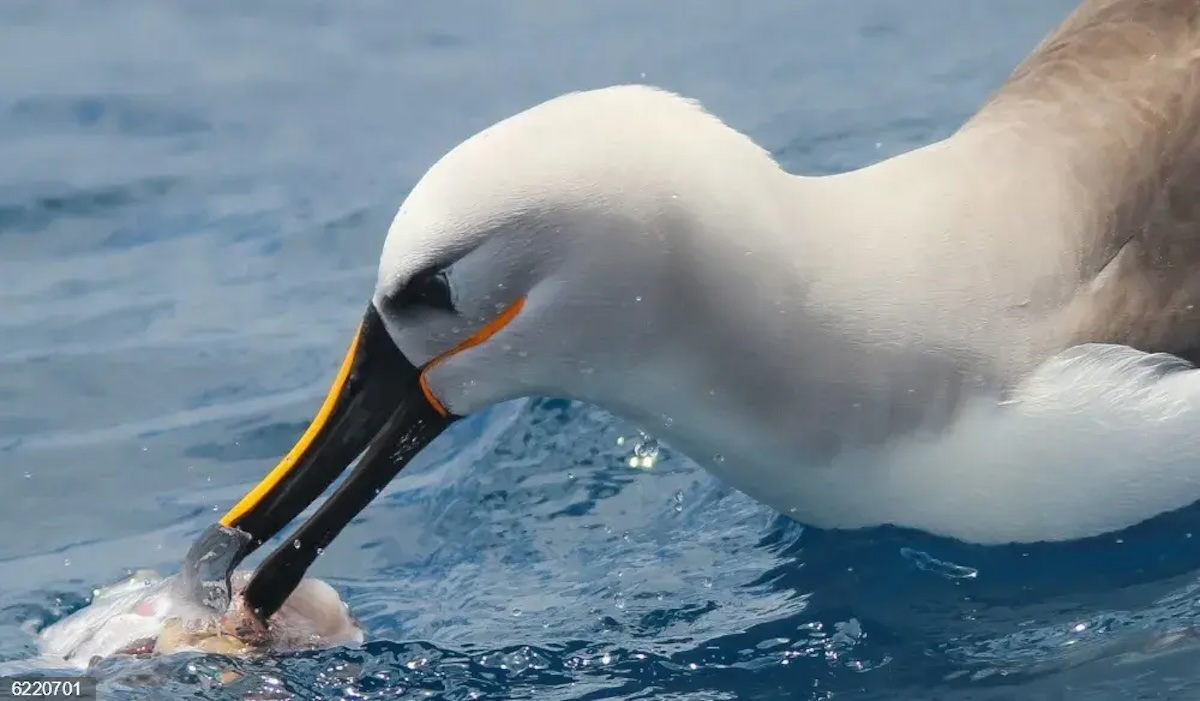 Los picos de las aves marinas, sensibles al tacto como las manos humanas