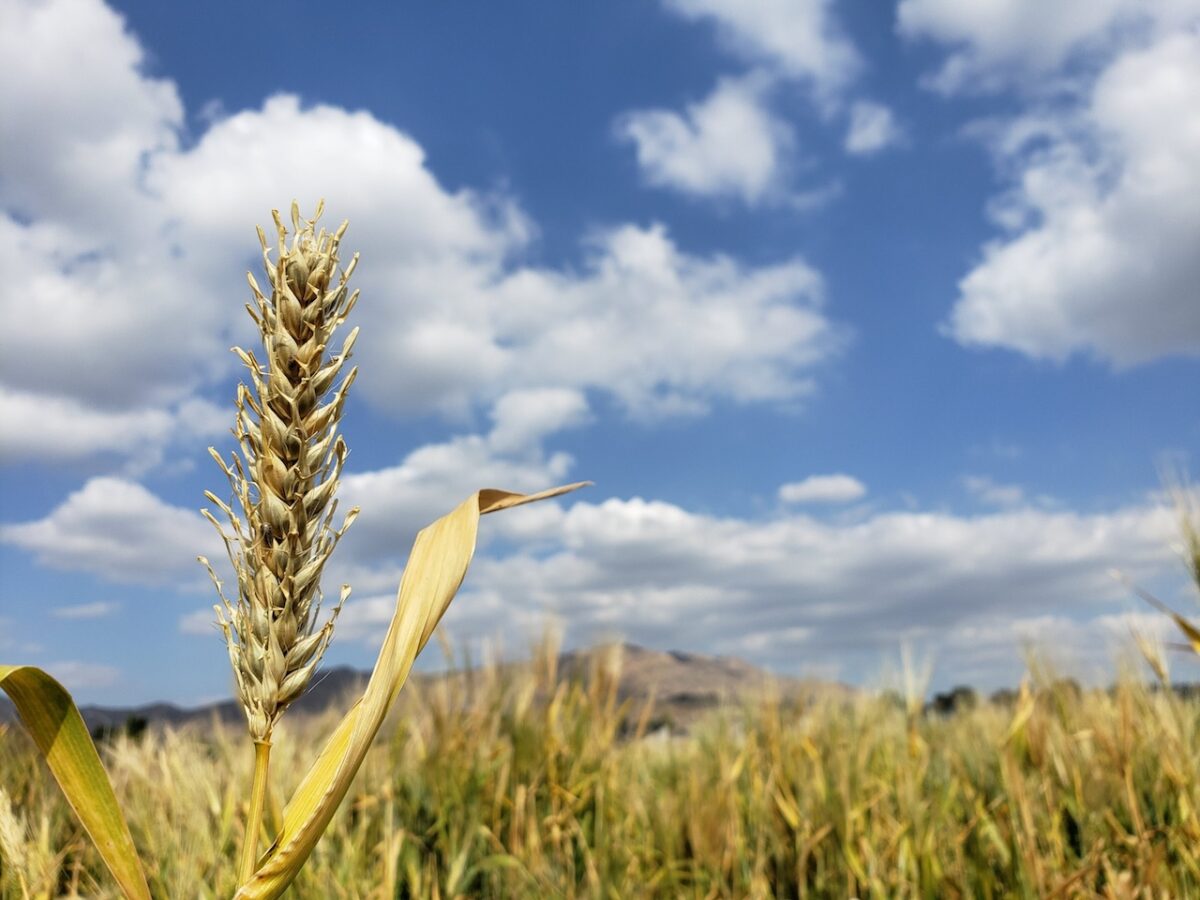 La cerveza y el whisky, amenazados por el cambio climático: así se pueden salvar