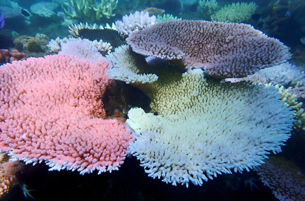 La diversidad podría salvar a los arrecifes de coral