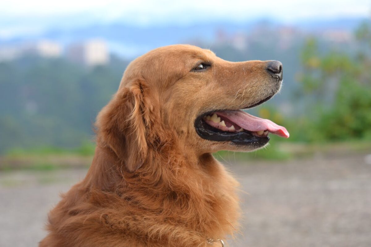 ¿Cuál es la mejor forma de proteger a tu perro de un golpe de calor?