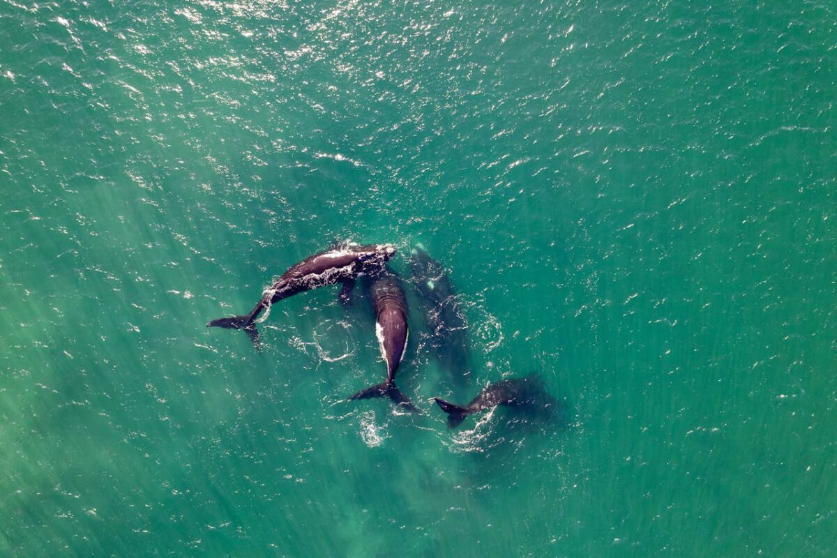 Así cazan delfines (y se reparten la comida) las orcas australes