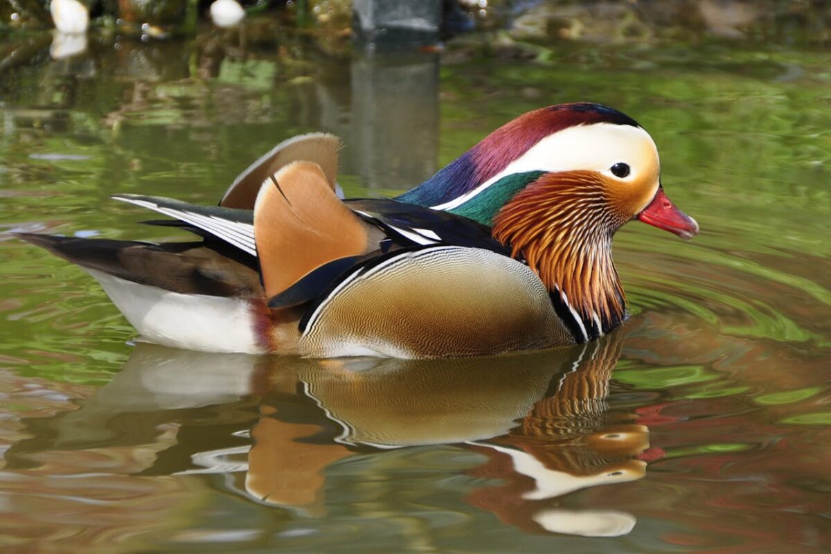 ¿Por qué hay tanta diversidad en las aves?