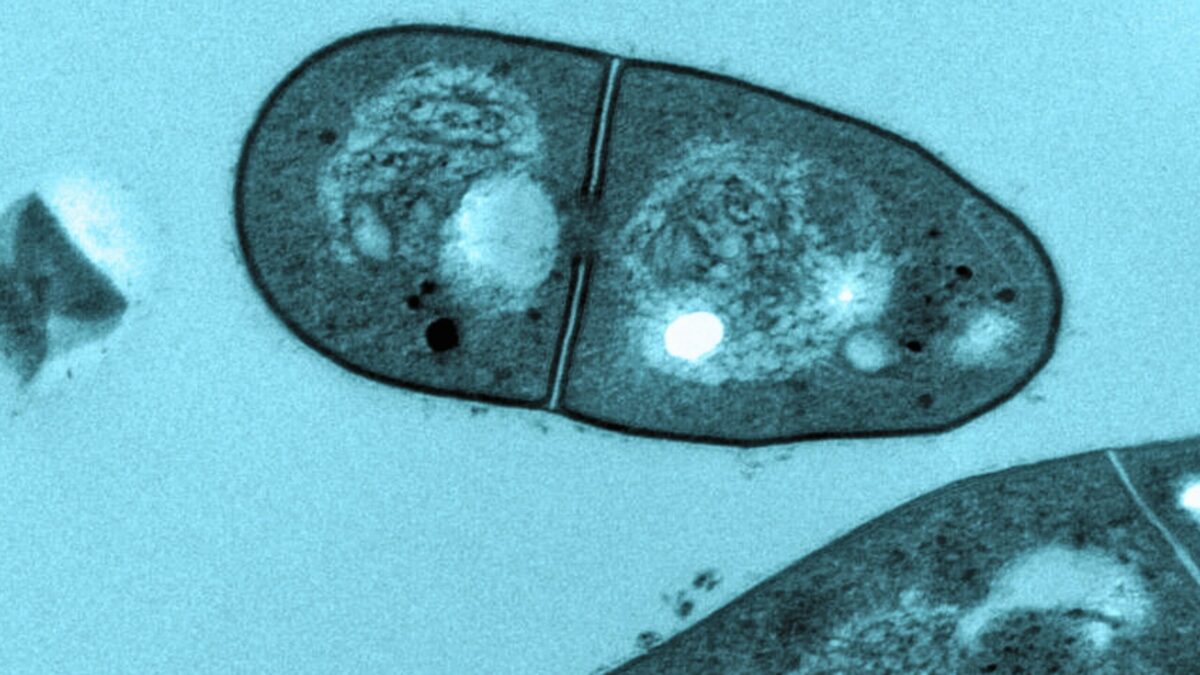 ¿Qué hace la bacteria de la tuberculosis en un arrecife de coral?