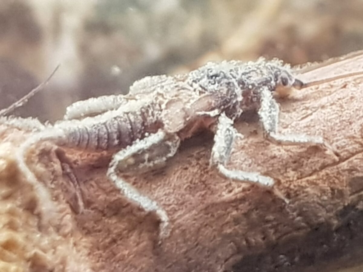 Las acciones humanas cambian el color de los insectos