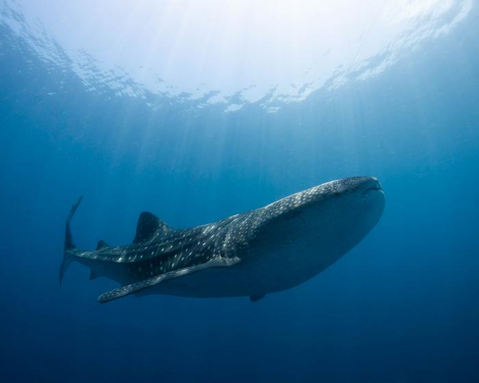 tiburón ballena