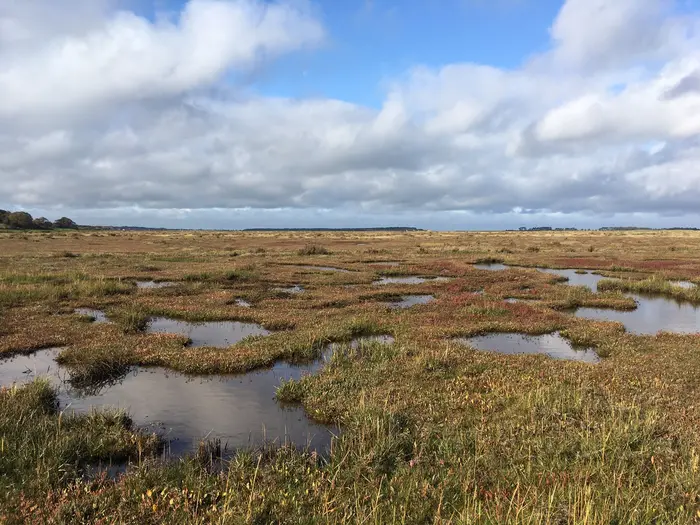 El estudio consistió en medir las concentraciones de DMSP en muestras de hojas de Spartina anglica que crecen en la marisma salada de Stiffkey, Norfolk, Reino Unido. 