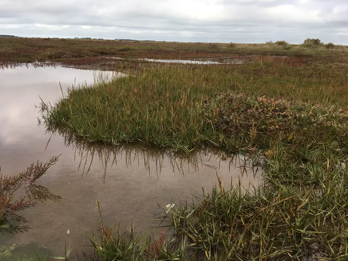 El estudio consistió en medir las concentraciones de DMSP en muestras de hojas de Spartina anglica que crecen en la marisma salada de Stiffkey, Norfolk, Reino Unido. Ben Miller.