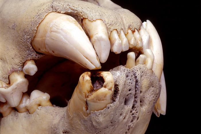 Se identifica pelo humano en los dientes de los leones «devoradores de hombres»