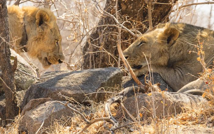 Un estudio genómico de los leones sin dueño de Tsavo confirmó que probablemente eran hermanos. En la imagen: una pareja de leones sin dueño que viven actualmente en la región de Tsavo. Michael Jeffords y Susan Post