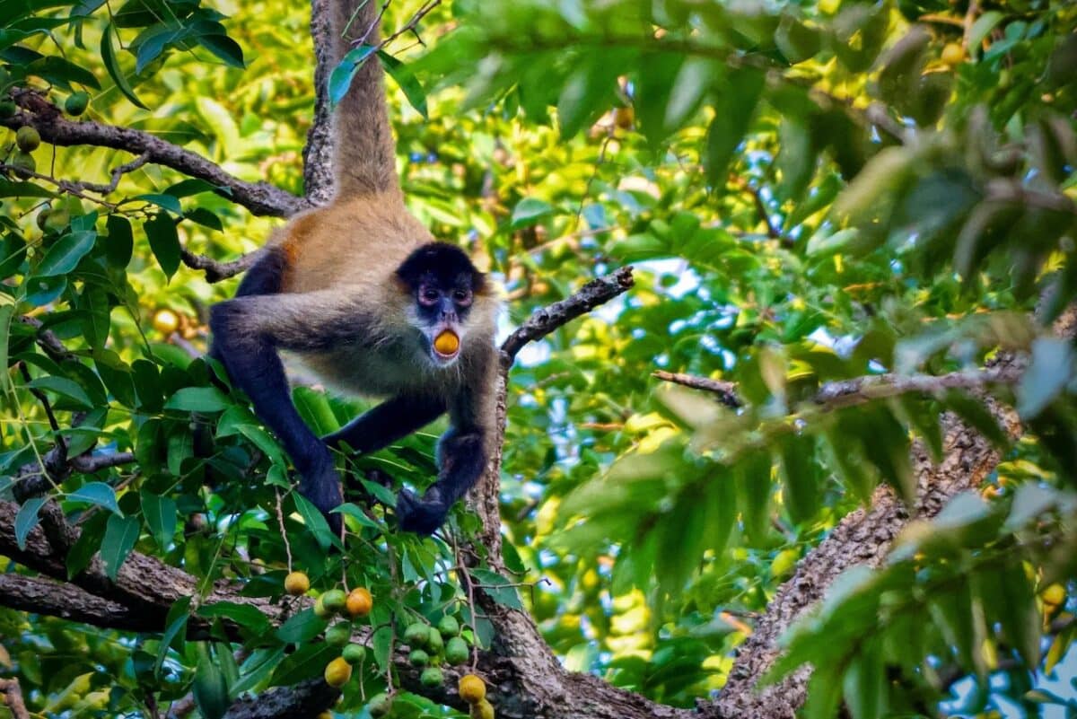 Los animales consumen más alcohol del que se pensaba