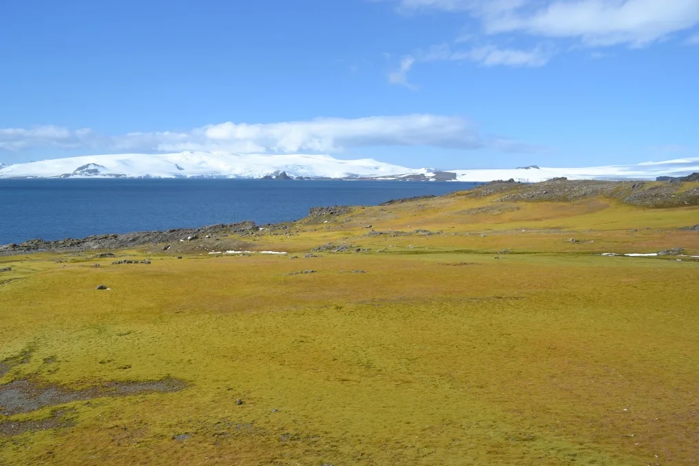 Una parte de la isla de Barrientos que ha dado paso a la vida vegetal. Dan Charman