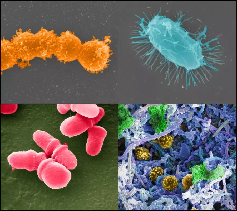 Los microbios urbanos tienen superpoderes: sobreviven a los desinfectantes