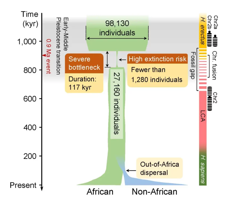 A la derecha se muestra la brecha de fósiles de homínidos africanos y el periodo de tiempo estimado de la fusión cromosómica. CRÉDITO: Science.