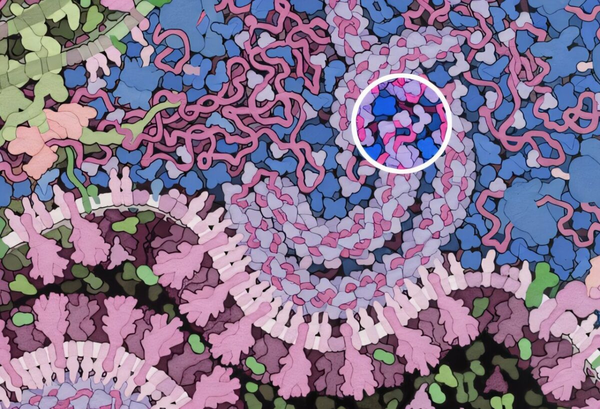 Así es como el virus de la COVID torea a nuestra primera línea de defensas