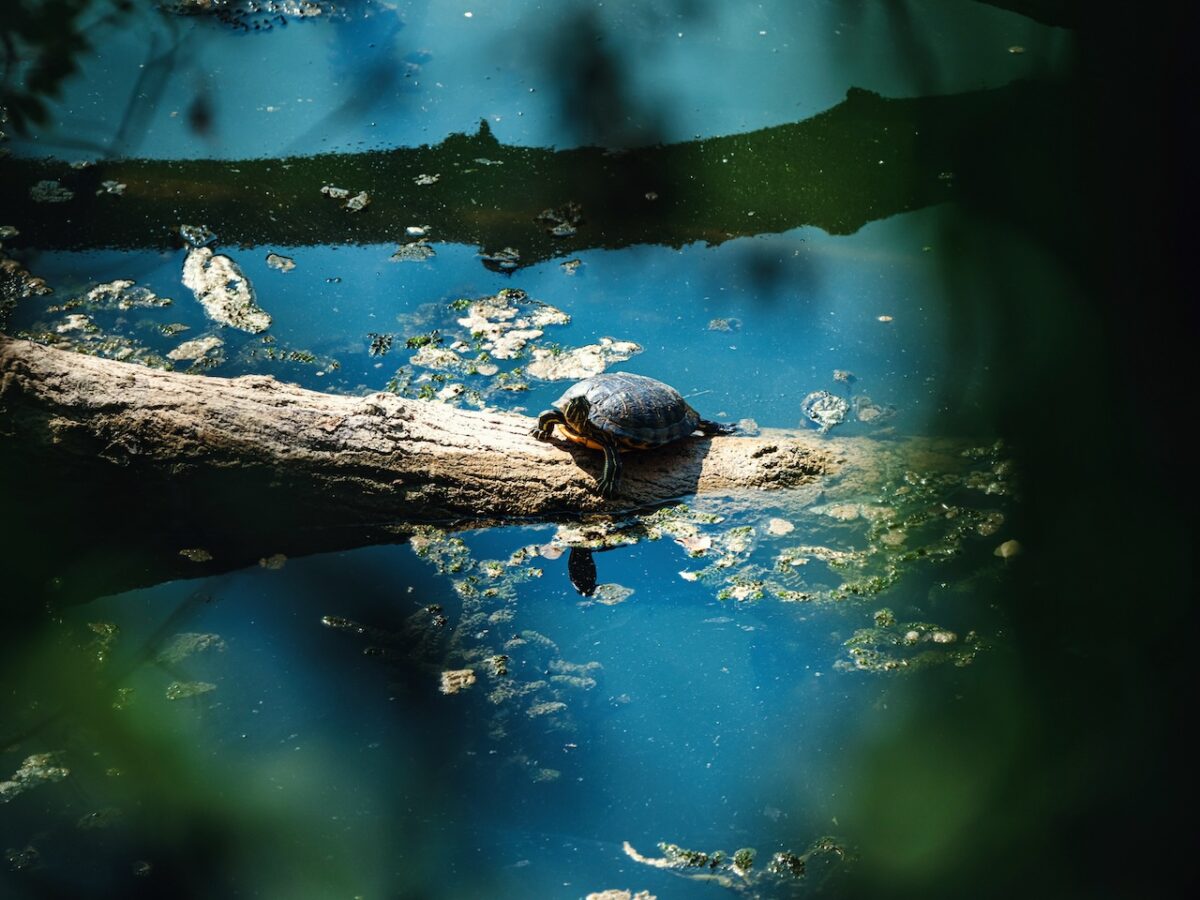 Álvaro Sanz: «me preguntan si soy fotógrafo de naturaleza, yo suelo contestar que soy fotógrafo en la naturaleza»