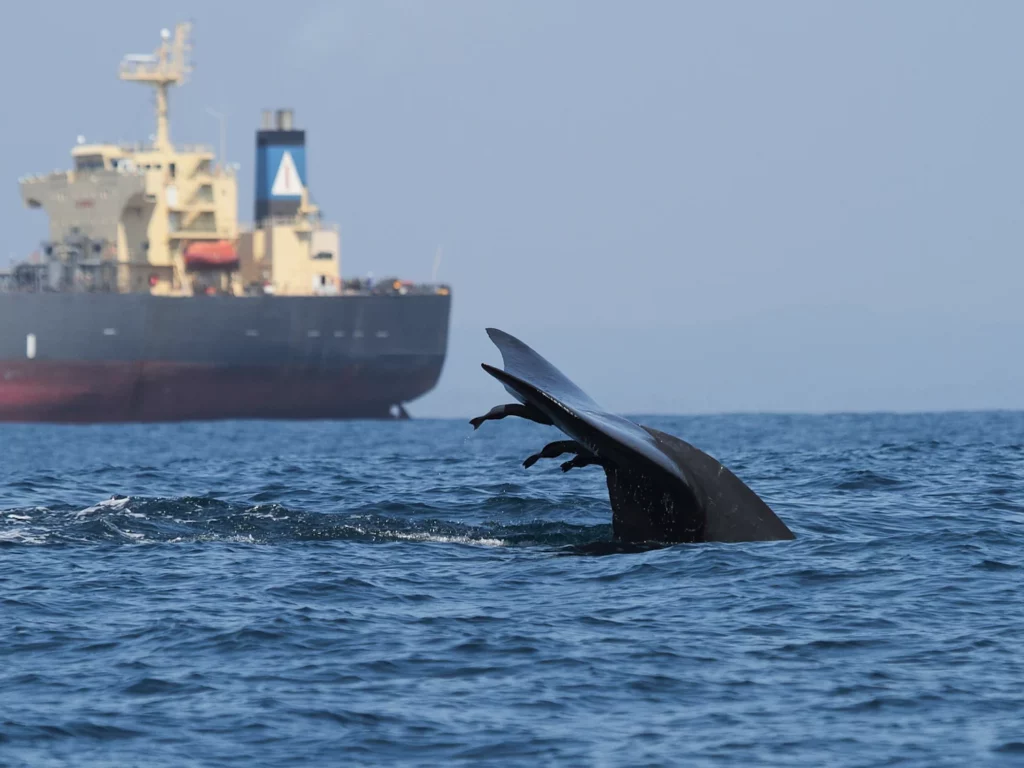 Una ballena cerca de un gran buque en el sur de Sri Lanka. Crédito: Asha de Vos