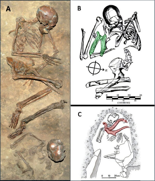 Enterramientos de Homo sapiens Tres de los enterramientos de Homo sapiens analizados, con un doble enterramiento (A), un enterramiento con una mandíbula de jabalí (B) en verde, y un enterramiento con un asta de ciervo (C) en rojo. (Been et al., L'Anthropologie, 2024)