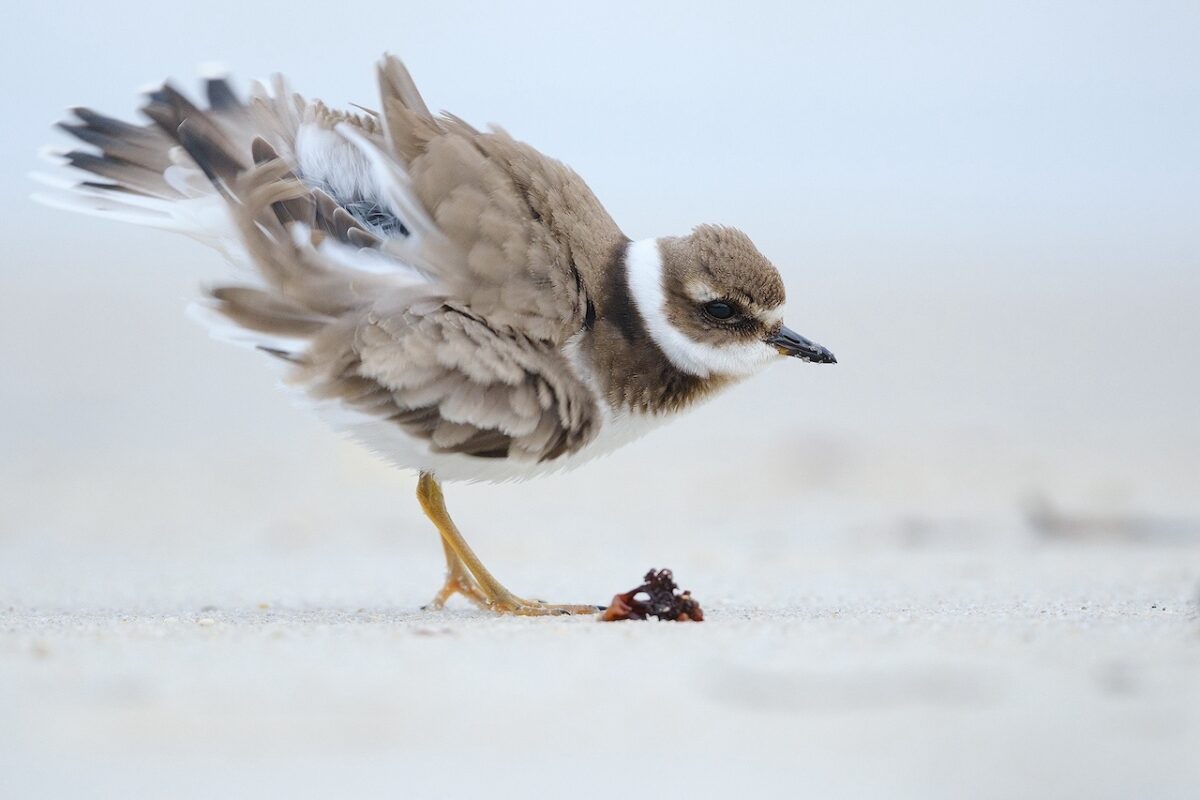 Kiko Arcas, fotógrafo de aves en la naturaleza: «son animales salvajes y estás en su medio, no al revés»