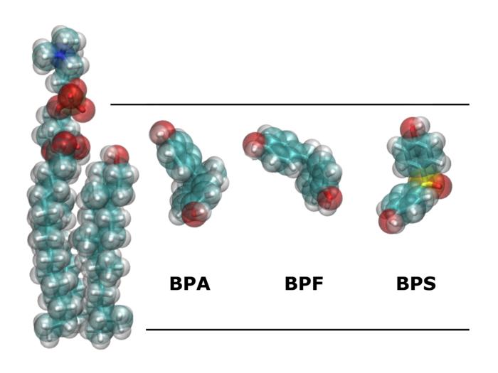 Actualmente, el BPA ha sido sustituido por el bisfenol F (BPF) y el bisfenol S (BPS) en muchas aplicaciones con la esperanza de que estas moléculas tengan un menor efecto sobre el metabolismo que el BPA. Pero, tras realizar simulaciones de dinámica molecular para comparar la localización y las interacciones del BPA, el BPF y el BPS en una membrana compleja, los datos indican que tanto el BPF como el BPS siguen comportándose en la membrana de la misma manera que el BPA y con la misma capacidad de acumularse en la membrana biológica, por lo que no son alternativas seguras al BPA.