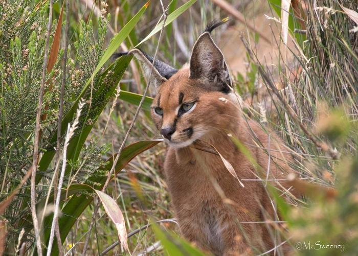 Imagen: un joven caracal asoma por detrás de los fynbos cerca de la famosa carretera costera de Boyes Drive, Ciudad del Cabo, Sudáfrica. Crédito: Foto de Michael McSweeney