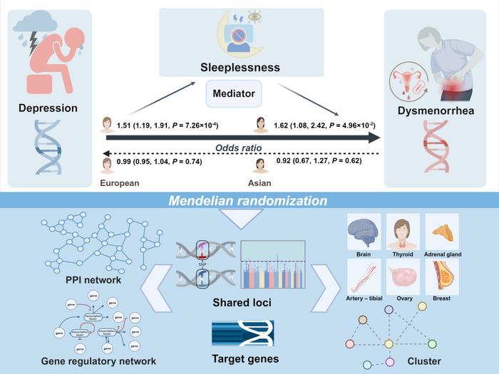 Un nuevo estudio ha identificado una relación causal entre la depresión y la dismenorrea utilizando la aleatorización mendeliana para analizar poblaciones europeas y de Asia oriental. El insomnio se identificó como posible mediador.Crédito
Shuhe Liu, Zhen Wei, Daniel F. Carr John Moraros. https://doi.org/10.1093/bib/bbae589