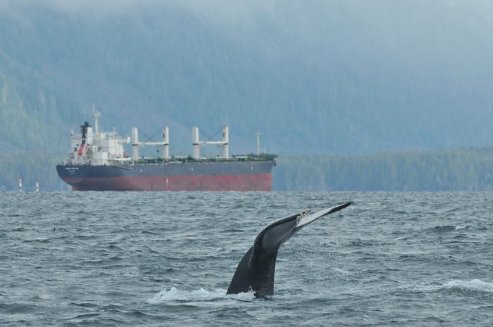 Una ballena jorobada cerca de un carguero en la costa de la Columbia Británica. Crédito: Ocean Wise