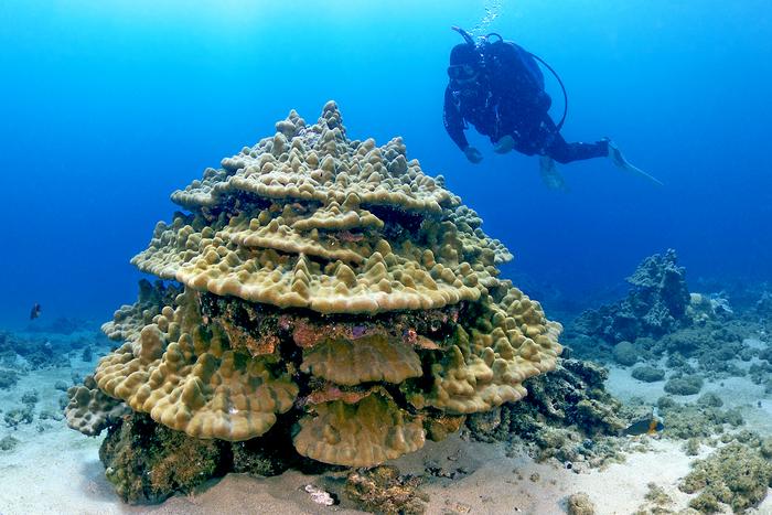 El Instituto Hawaiano de Biología Marina (HIMB) está situado en Moku o Lo'e, un islote histórico de la bahía de Kāne'ohe, en la isla hawaiana de O'ahu. La ubicación única del HIMB proporciona a los investigadores un acceso inmediato e incomparable a su objeto de investigación. En esta imagen, un buceador encuentra Porites evermanni. Crédito: Keoki Stender