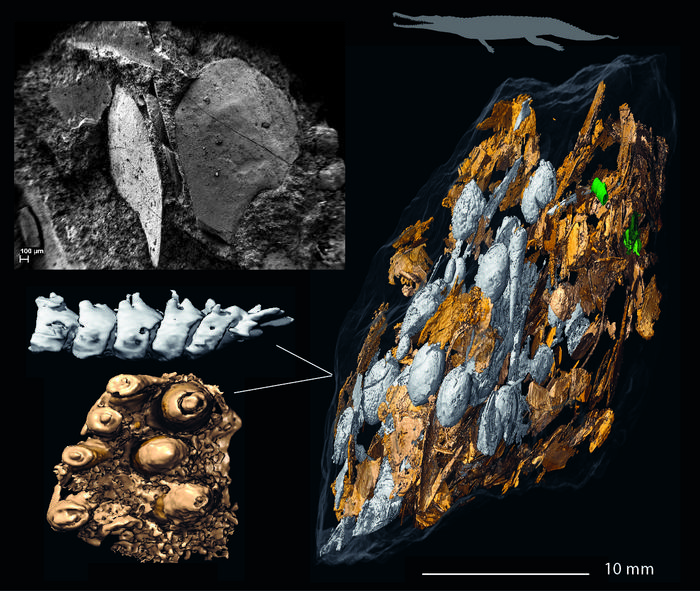 Gran coprolito con restos de peces: Fragmento de coprolito densamente repleto de espinas de pez, probablemente producido por el fitosaurio Paleorhinus. Ilustración: Martin Qvarnström