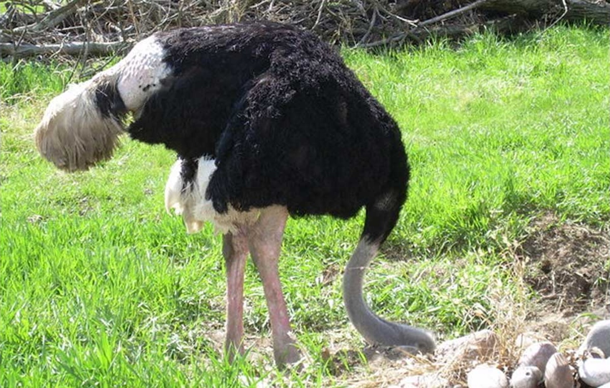 ¿Es cierto que los avestruces esconden la cabeza en la tierra?