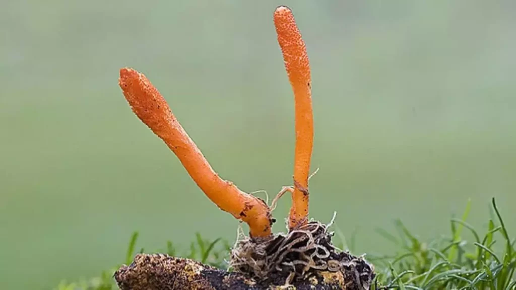 Hongo Cordyceps Militaris