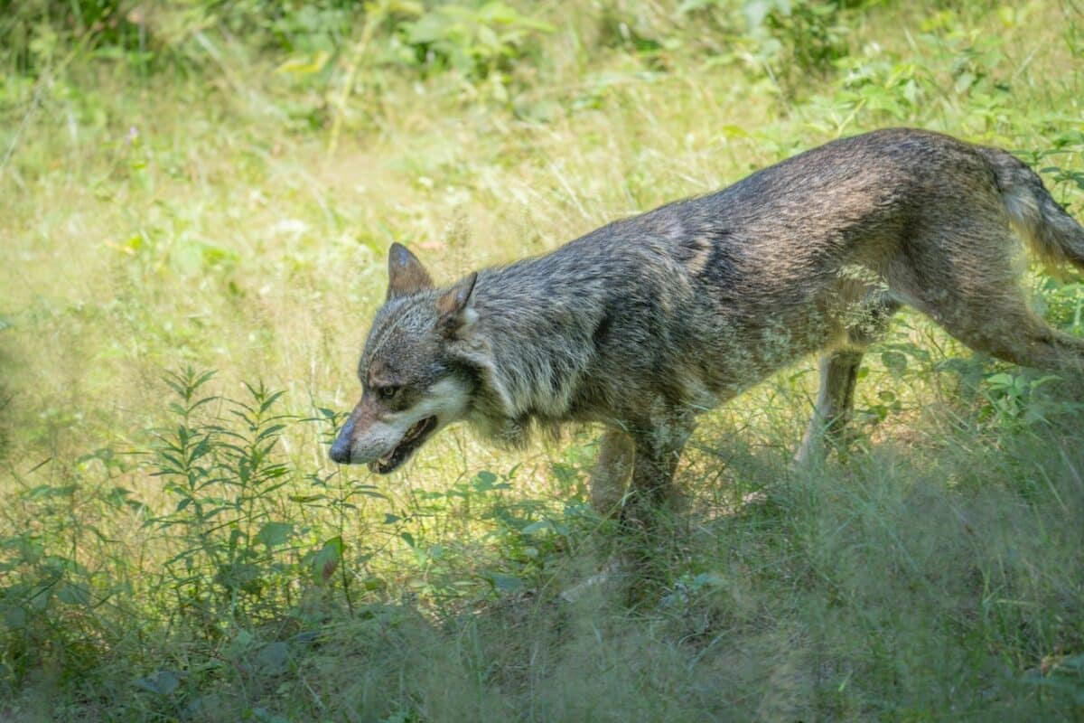 ¿Por qué hay cada vez más lobos en Alemania?