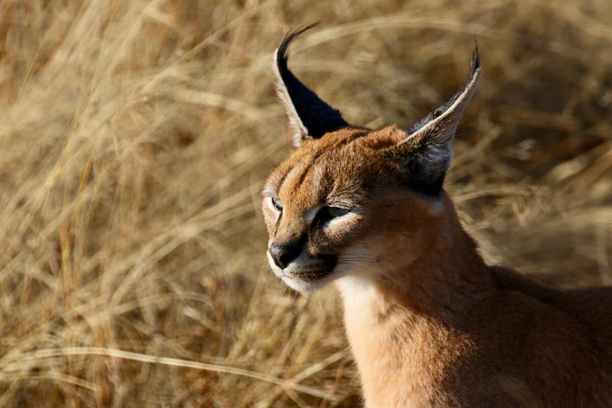 El gato influencer de Sudáfrica puede salvarse de la extinción por ser guapo