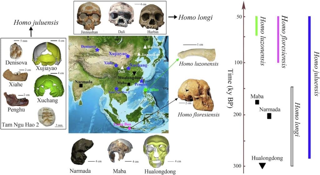 Homo juluensis (estrellas azules de cinco puntas) incluye Xujiayao, Xuchang, Xiahe, Penghu, Denisova y Tam Ngu Hao 2; Homo longi (triángulos blancos) incluye Harbin, Dali y Jinniushan; Homo floresiensis (rombo rosa) incluye Liang Bua; Homo luzonensis (círculo verde) incluye Callao. Aunque en otro lugar habíamos agrupado provisionalmente Hualongdong (triángulo invertido negro) con los fósiles de H. longi7, por ahora lo mantenemos separado a la espera de nuevas investigaciones en curso. En muchos estudios, Maba y Narmada (cuadrados negros) se han agrupado para formar una población separada. Es posible que, tras nuevos análisis, estos últimos fósiles se incluyan en la especie más amplia H. neanderthalensis o se les asigne un nuevo nombre taxonómico. El recuadro adjunto incluye información descriptiva de los especímenes tipo y de los yacimientos de las cuatro especies de homínidos aquí analizadas: H. floresiensis; H. luzonensis; H. longi; H. juluensis.