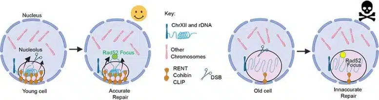 Este modelo de núcleo con nucléolo (rosa) muestra cómo el ADN ribosómico se repara correctamente en las células jóvenes. Sin embargo, en las células viejas con el nucléolo agrandado, la reparación del ADN es imprecisa, lo que conduce a una muerte celular más rápida. Crédito: Tyler Lab