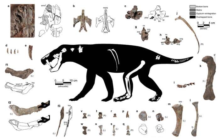 Figura del artículo que muestra los huesos fósiles que se han encontrado del nuevo gorgonopsio. Crédito: Matamales-Andreu et al, ilustración de Eudald Mujal / SMNS