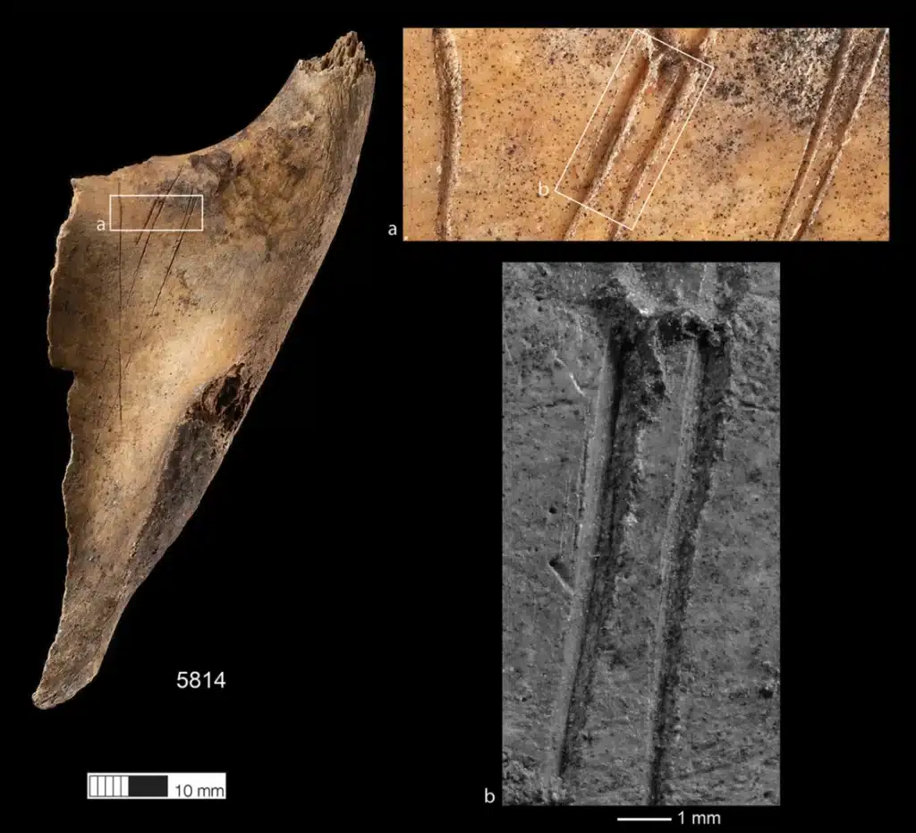 Pueden verse marcas de corte en una escápula humana encontrada en el fuste. Schulting et al. 2024