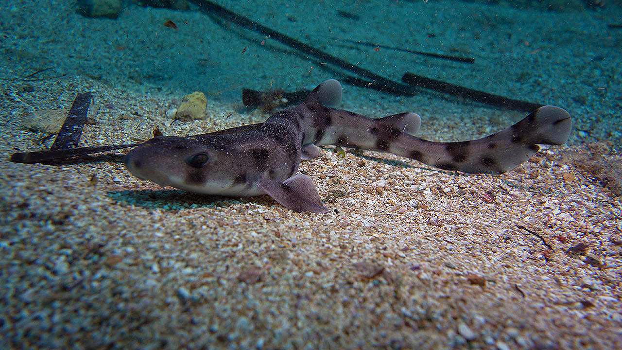 ¿Hay tiburones en el Mediterráneo? Sí, pero no por mucho tiempo