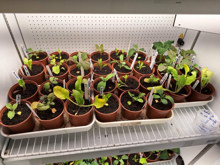 plantas y cambio climático