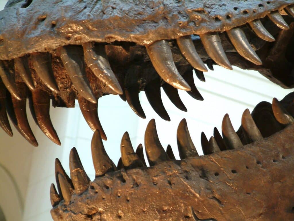dientes de tiranosaurio rex