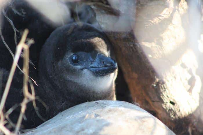Cría de pingüino africano. Foto: Jacqui Glencross