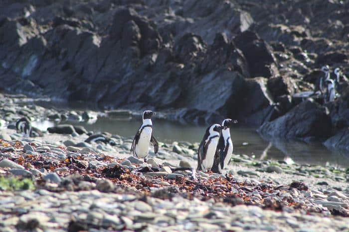 Pingüinos africanos en la playa. Foto: Jacqui Glencross