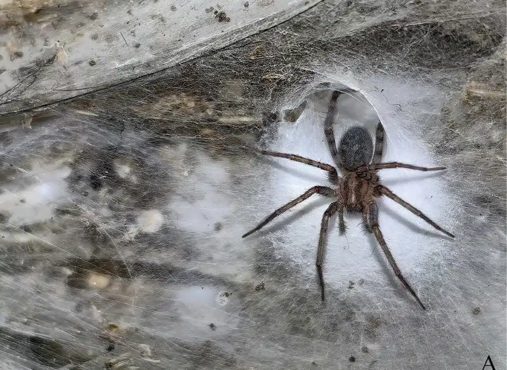 Una araña tejedora de embudo o araña doméstica (Tegenaria domestica) en la cueva Sulfur.