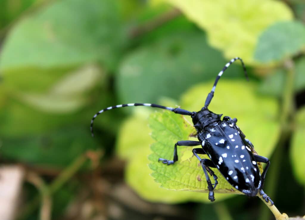 Escarabajo asiático de cuernos largos