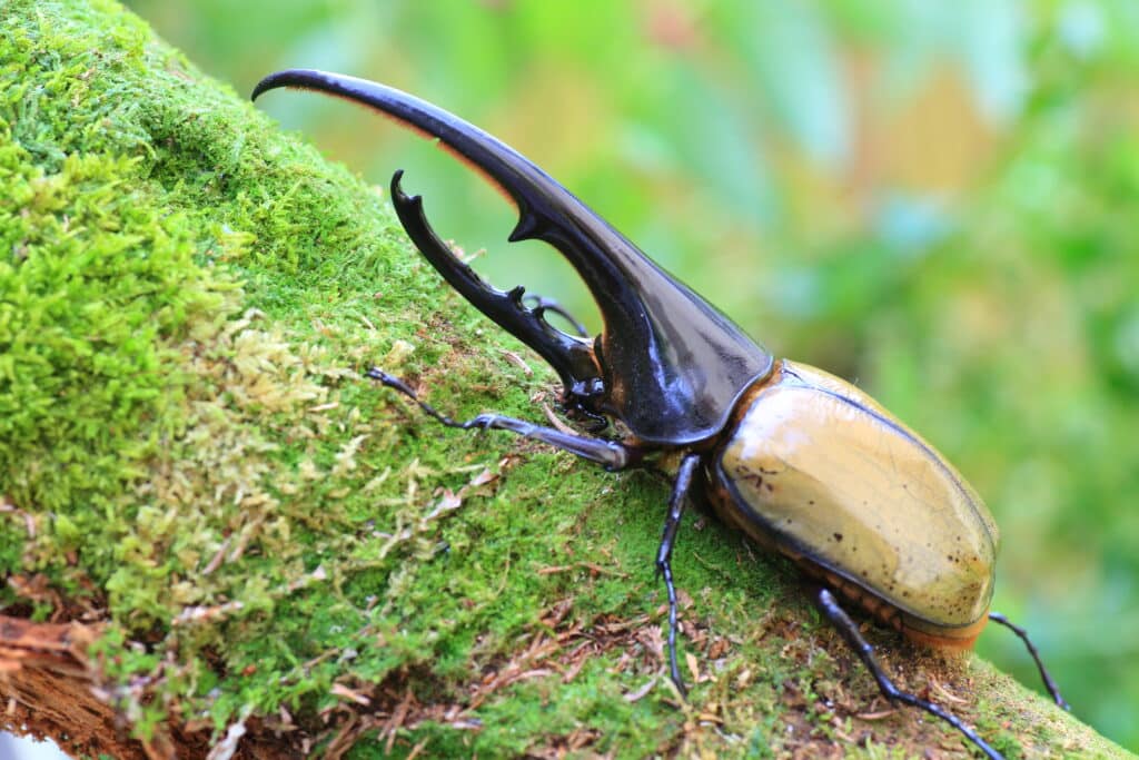 Escarabajo hércules