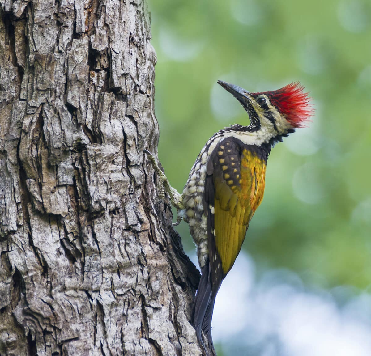 El pájaro carpintero gruñe al picotear como los tenistas que gritan mucho, y por el mismo motivo