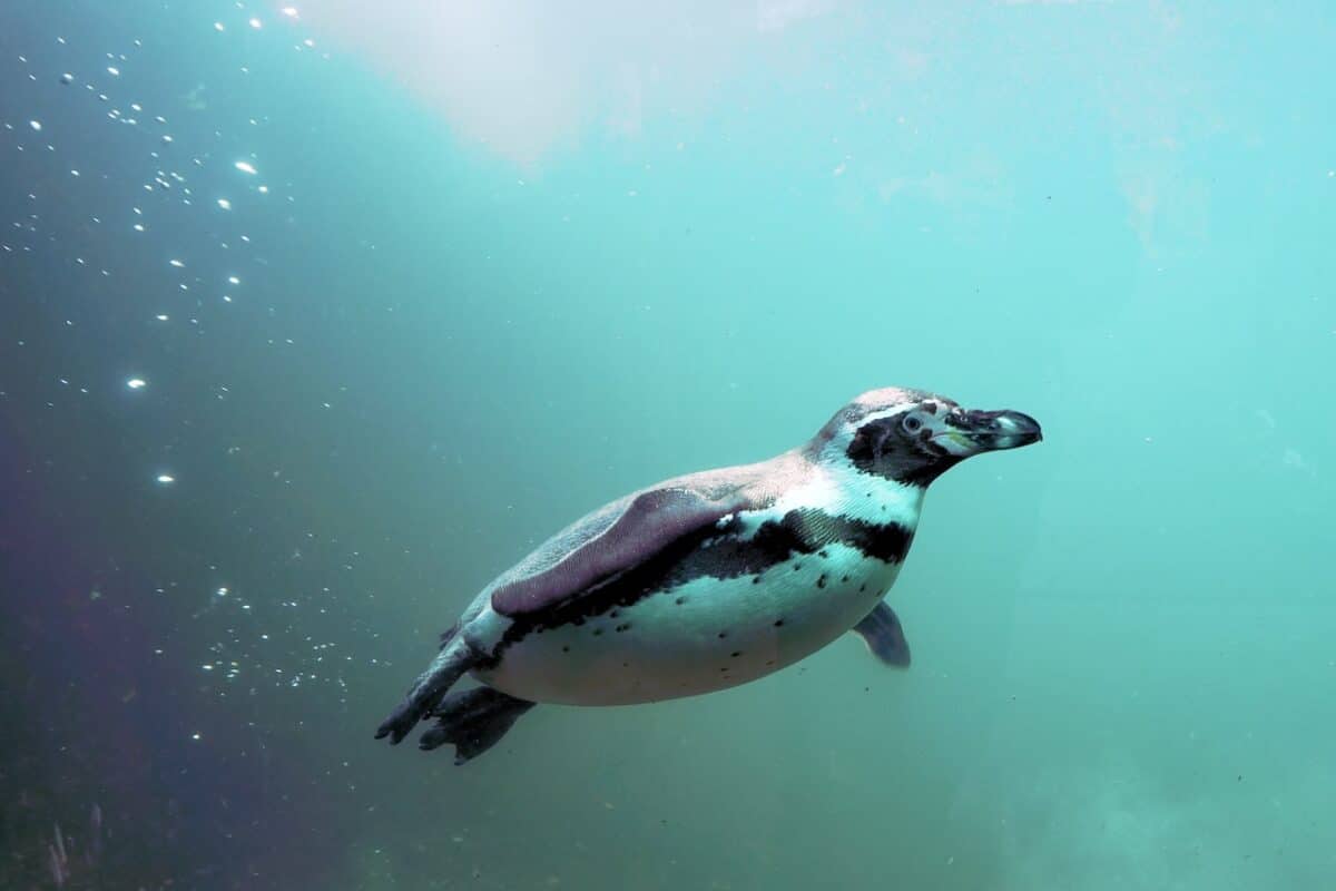 Primero fueron las orcas, ahora los pingüinos africanos están en guerra contra los barcos de pesca, y están perdiendo