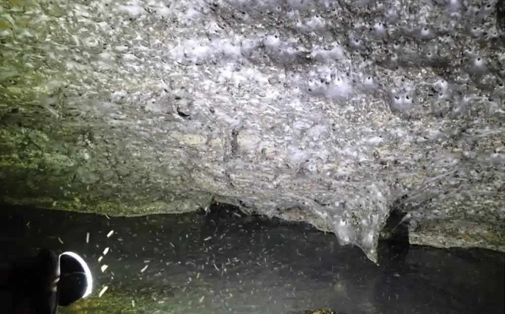Las arañas de la Cueva del Azufre se alimentan de mosquitas que no pican, cuyas nubes revolotean cerca de la entrada de la cueva.