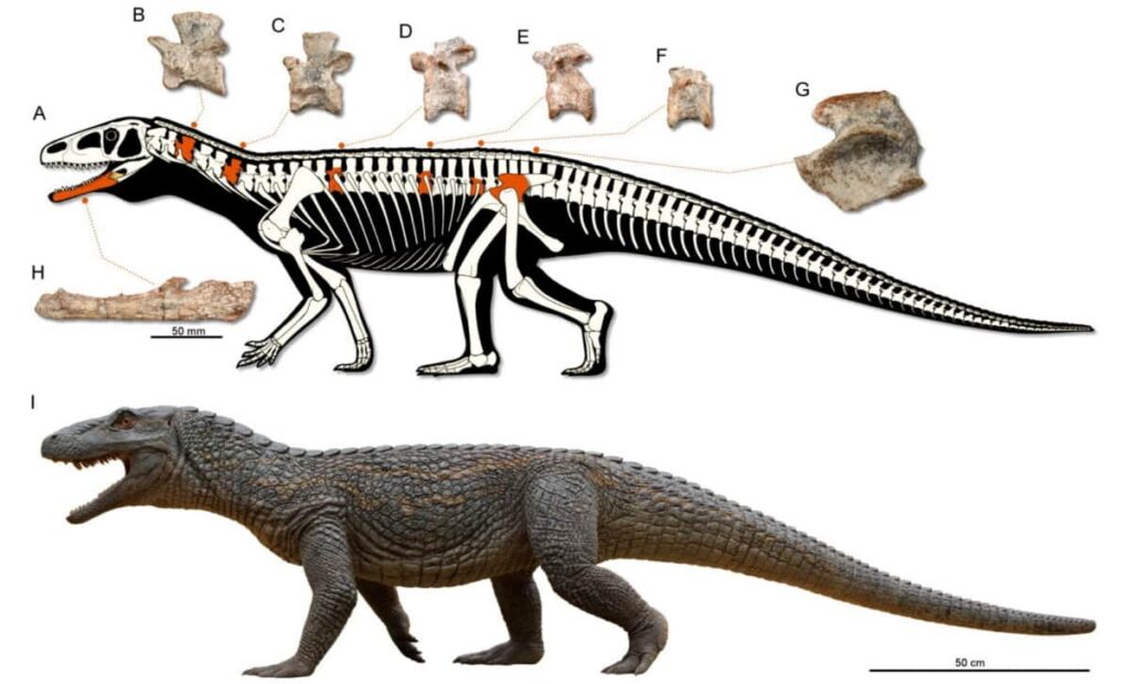Reconstrucción del esqueleto de Tainrakuasuchus bellator – © Caio Fantini